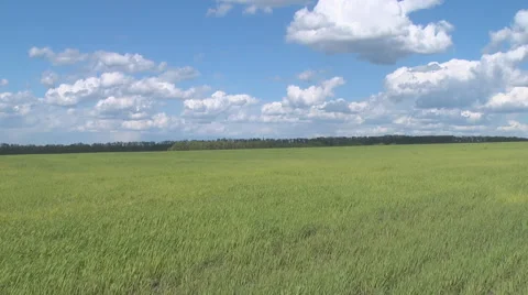 The shoots on the field Video stock 50410052