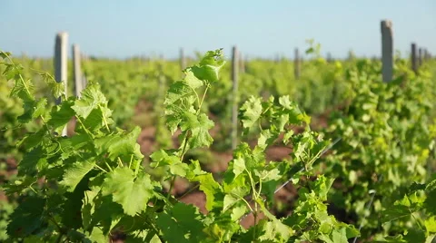Shoots Of Grapes On A Trellis Stock Footage 52379171
