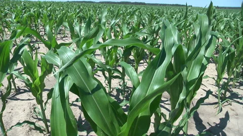 Shoots of green corn Stock Footage 137067578