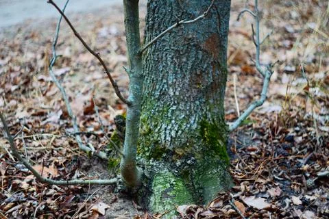 Shoots of a new tree Stock Photos