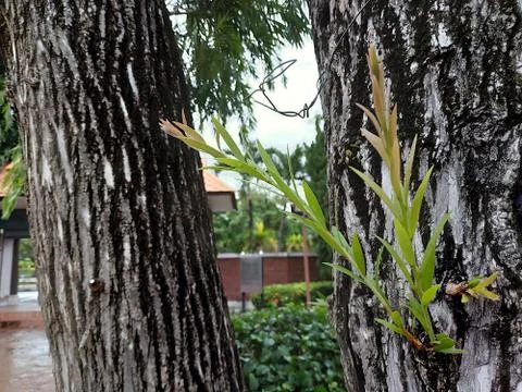 Shoots on tree Stock Photos