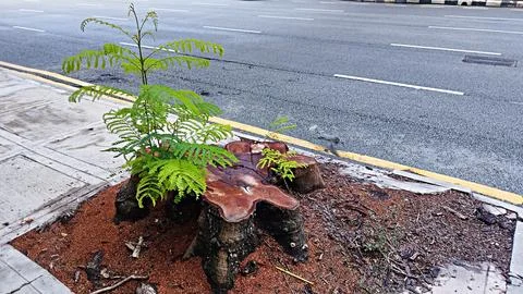 Shoots of trees Stock Photos