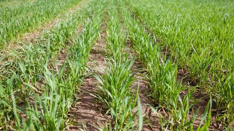 Shoots of wheat in early spring. Stock Photos