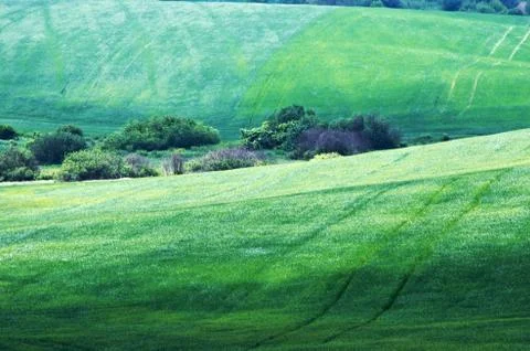 Shoots of wheat in the fields Foto stock