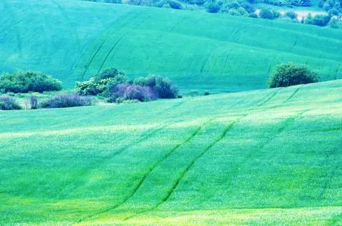 Shoots of wheat in the fields Foto stock