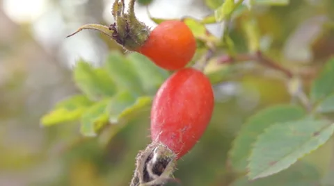 Shoots of wild rose Видео 42127863