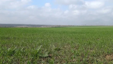Shoots of winter wheat in the autumn in the fields under a blue sky Vidéo 118744652