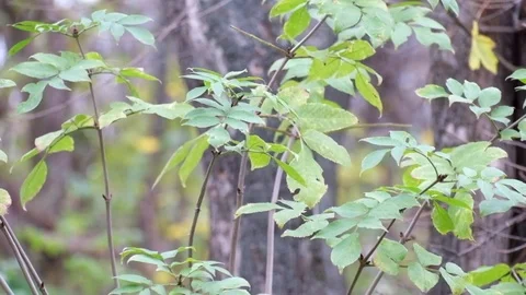 Shoots of young ash fluttered in the wind (Fraxinus) Stock Footage 81754624
