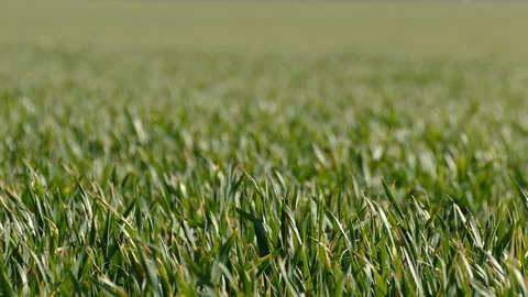 Shoots of young wheat. Stock Footage 128107571