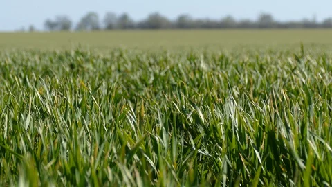 Shoots of young wheat. Stock Footage 128107606