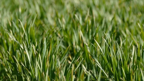 Shoots of young wheat. Video stock 128107753