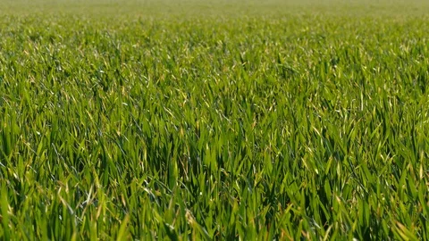 Shoots of young wheat. Stock Footage 128107785