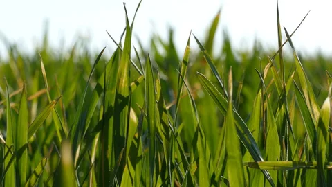 Shoots of young wheat. Stock Footage 128108902