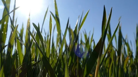 Shoots of young wheat. Stock Footage 128108938