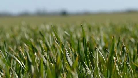Shoots of young wheat. Stock Footage 128109779