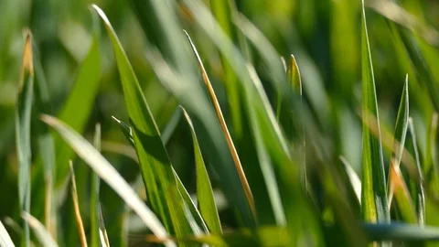 Shoots of young wheat. Stock Footage 128109878