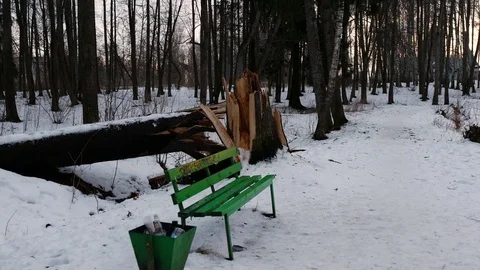 Shop in the forest, garbage and a fallen tree Stock Footage 125468932
