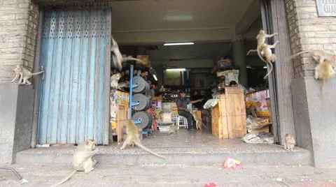 Shop overrun with monkeys  Stock Footage 12453394