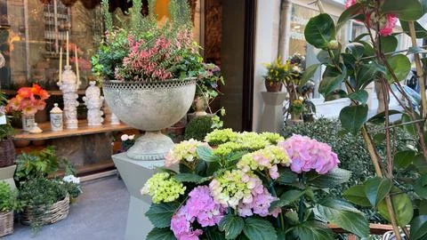 Shopfront display of potted hydrangeas and ornamental planters Stock Photos