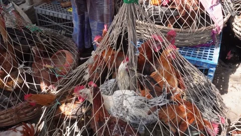 The shopkeeper is taking out a hen Stock Footage 304065187