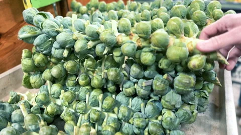 Shopper Picks Fresh Brussel Sprouts Stock Footage 293250089