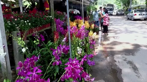 Shopping For Orchids 1 Stock Footage 8508422