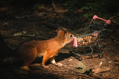 Shopping squirrel Stock Photos