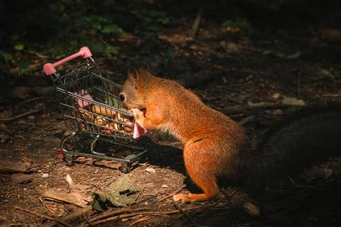 Shopping squirrel Stock Photos