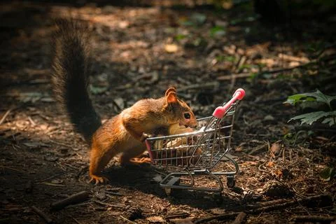 Shopping squirrel Stock Photos