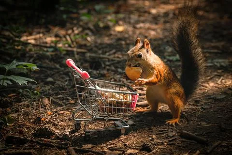 Shopping squirrel Stock Photos
