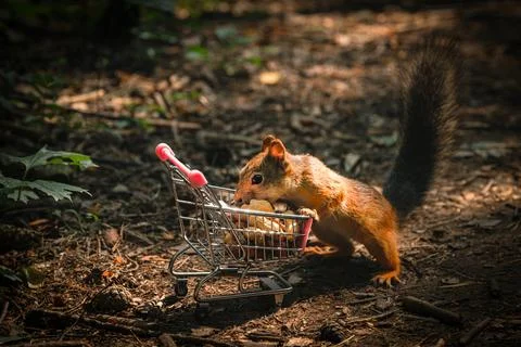 Shopping squirrel Stock Photos