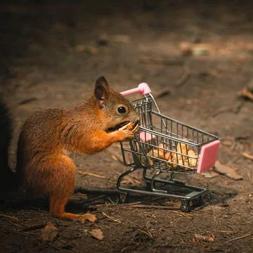 Shopping squirrel Stock Photos