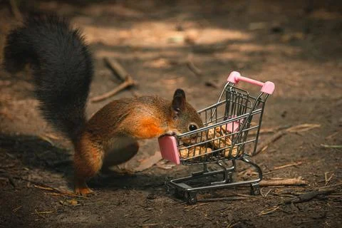 Shopping squirrel Stock Photos