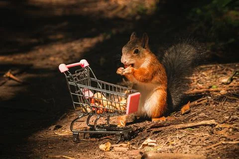 Shopping squirrel Stock Photos