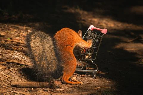 Shopping squirrel Stock Photos