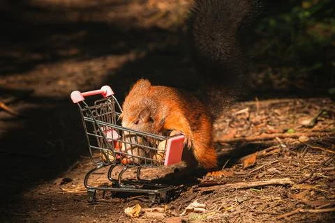 Shopping squirrel Stock Photos