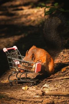 Shopping squirrel Stock Photos