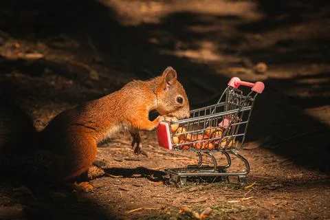 Shopping squirrel Stock Photos