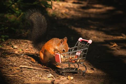 Shopping squirrel Stock Photos