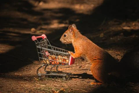 Shopping squirrel Stock Photos
