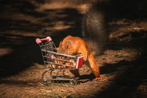 Shopping squirrel Stock Photos