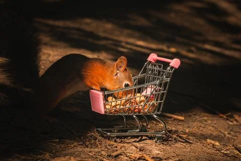 Shopping squirrel Stock Photos