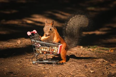 Shopping squirrel Stock Photos