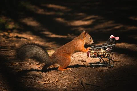 Shopping squirrel Stock Photos