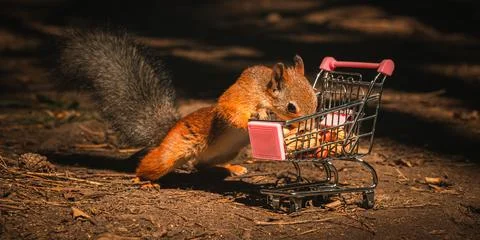 Shopping squirrel Stock Photos