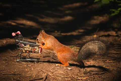 Shopping squirrel Stock Photos