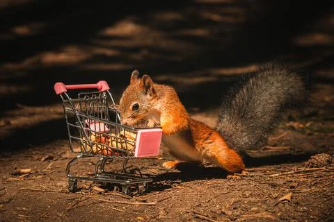 Shopping squirrel Stock Photos