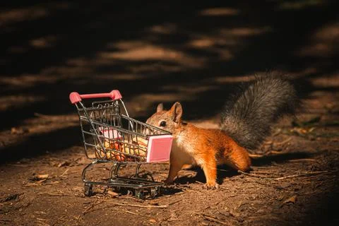 Shopping squirrel Stock Photos