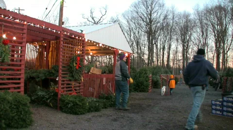 Shopping for a tree Stock Footage 299953