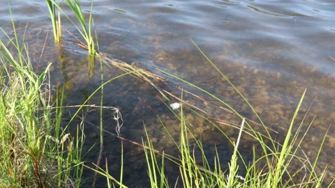 Shore and water. Stock Footage 247738622
